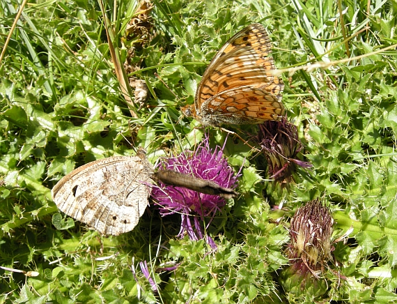 Farfalle dal Gran Sasso